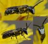 Hylaeus sp.
